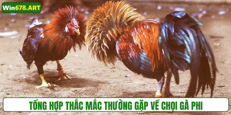 Những câu hỏi phổ biến về bộ môn chọi gà phi